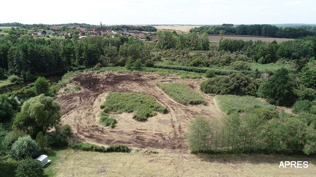 Roselière restaurée